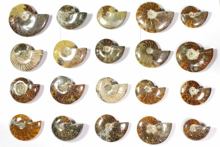 Lot: Polished Whole Ammonite Fossils - Pieces #116580